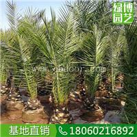 加拿利海枣批发价，加拿利海枣农家苗圃，加拿利海枣头径30公分的