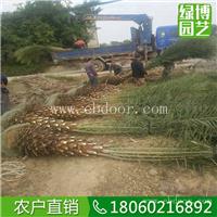 中东海枣工程绿化树，中东海枣1米高价格，中东海枣批发