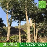 香樟移植苗，优良绿化树香樟，香樟行道树