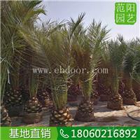 加拿利海枣工程苗木，加拿利海枣绿化树，加拿利海枣头径30公分
