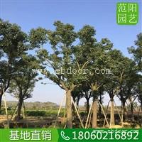 香樟美化环境，香樟15公分，香樟移植苗