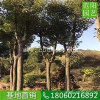 香樟优良树苗，香樟移植苗，香樟常年批发