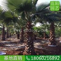 老人葵苗木价，老人葵园景树，老人葵抗风树