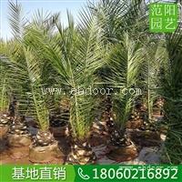 加拿利海枣观赏树，出售加拿利海枣，加拿利海枣绿化苗木