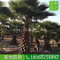 老人葵直销，老人葵大型绿化树木，老人葵风景树