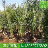 加拿利海枣植株造景，加拿利海枣工程树，加拿利海枣头径30公分