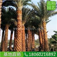中东海枣防风树，中东海枣大量供应，中东海枣树干粗