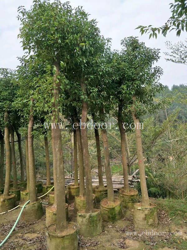 精品香樟，香樟移植苗，香樟自产自销