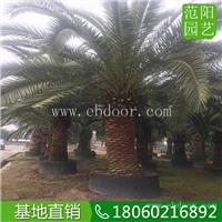 加拿利海枣种植场，加拿利海枣风景树，加拿利海枣价格表