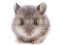 上海朗佳灭鼠公司|灭鼠电话|上海灭鼠公司