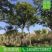 香樟树冠高大  香樟移植苗