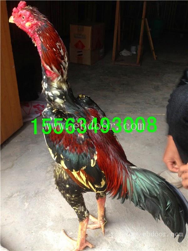 邵阳打斗型斗鸡