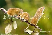 上海嘉定灭鼠公司,上海灭鼠公司