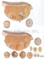 卵巢放大模型（组织胚胎模型、妇幼模型、计生模型、医学培训模型） 