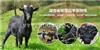 长沙黑山羊|长沙黑山羊养殖|湖南大的黑山羊养殖基地