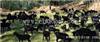 湘东黑山羊养殖技术|湘东的黑山羊养殖场