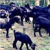 湖南黑山羊|湖南黑山羊养殖|湖南的黑山羊养殖基地