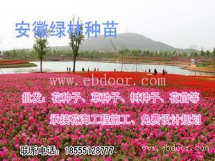 宿根草籽在什么地方能买到