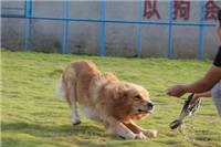 上海宠物培训电话