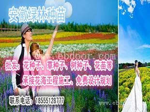 宿根花海设计方案什么地方有供应的