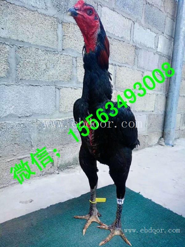 防城港纯种斗鸡苗价格