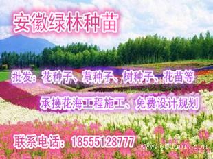宿根适合花海种植品种价格