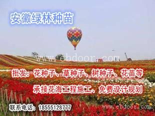 宿根花海项目成本哪里有卖的
