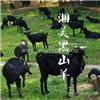 湘美黑山羊是湖南省老牌原种场,湖南种羊合格机构,品质优良