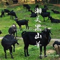 湘美黑山羊是湖南省老牌原种场,湖南种羊合格机构,品质优良