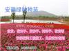 多年生花卉种子批发价格