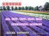 多年生风景树种子什么地方有批发的