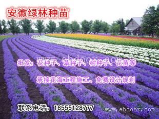多年生西藏砂生槐种子哪里有出售的