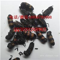 亳州中药材 亳州中药材价格特色货源