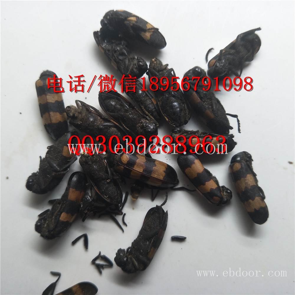 亳州中药材 亳州中药材价格特色货源