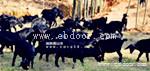  黑山羊种羊场湘美黑山羊图片哪里的黑山羊种羊场