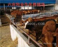 羊年养殖肉牛如何 肉牛报价 肉驴报价 矮马价格