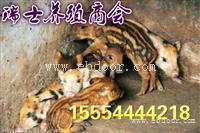 特种野猪苗哪里有卖、野猪仔多少钱一只