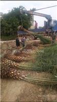 中东海枣批发，中东海枣杆高1米，中东海枣精品