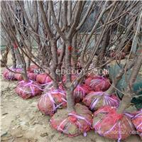 福晨樱桃苗、福晨樱桃苗基地