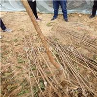 红玛瑙樱桃苗、红玛瑙樱桃苗基地