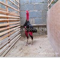 齐齐哈尔越南斗鸡养殖场斗鸡价格