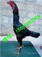 昆明龙鳞腿斗鸡母鸡价格