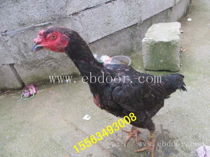 宁波龙鳞腿越南种鸡