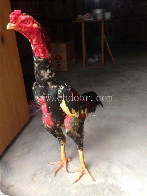 常德龙鳞腿越南种鸡