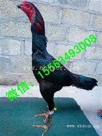 平果县纯种越南斗鸡价格