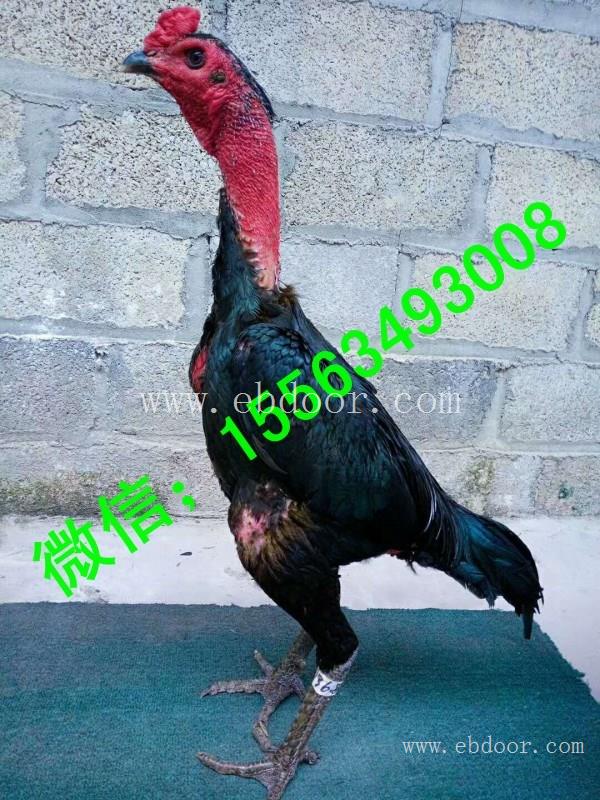 富平县纯种泰国母鸡多少钱