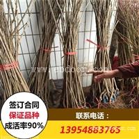 水晶樱桃苗包邮价格 美早樱桃苗种植技术