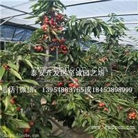 矮化樱桃苗供应 大樱桃苗供应