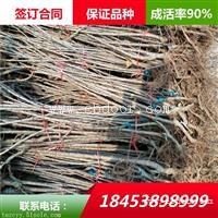 黑珍珠樱桃苗 意大利早红樱桃苗基地