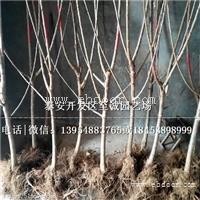 车厘子樱桃苗报价、俄罗斯8号樱桃苗多少钱一棵